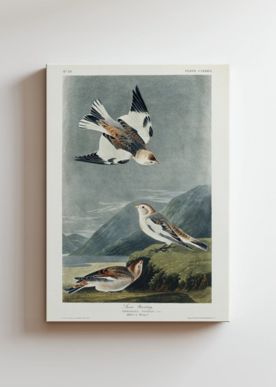 Śnieżka zmienna - ptaki Ameryki John James Audubon obraz na płótnie