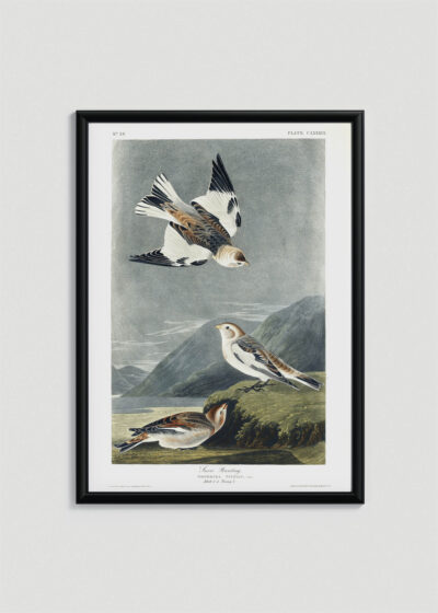Plakat w drewnianej czarnej ramce: Śnieżka zmienna - ptaki Ameryki John James Audubon