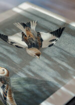 Zbliżenie na detale plakatu: Śnieżka zmienna - ptaki Ameryki John James Audubon