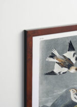 Plakat oprawiony w drewnianą brązową ramkę Vintage Italia: Śnieżka zmienna - ptaki Ameryki John James Audubon