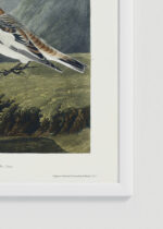 Zbliżenie na detale plakatu oprawionego w drewnianą białą ramkę od Plakatello®: Śnieżka zmienna - ptaki Ameryki John James Audubon