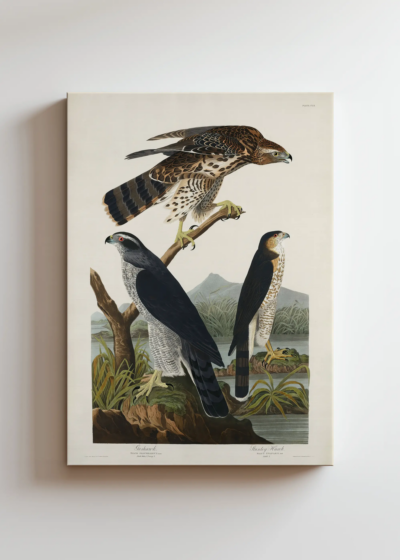 Goshawk i Stanley Hawk - John James Audubon obraz na płótnie