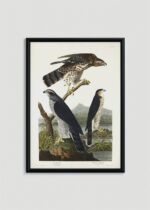 Plakat w drewnianej czarnej ramce: Goshawk i Stanley Hawk - John James Audubon