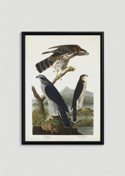 Plakat w drewnianej czarnej ramce: Goshawk i Stanley Hawk - John James Audubon