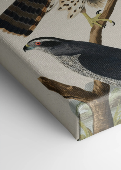 Goshawk i Stanley Hawk - John James Audubon obraz na płótnie