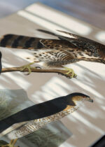Zbliżenie na detale plakatu: Goshawk i Stanley Hawk - John James Audubon