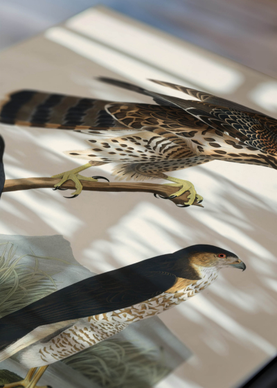 Zbliżenie na detale plakatu: Goshawk i Stanley Hawk - John James Audubon