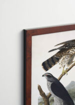 Plakat oprawiony w drewnianą brązową ramkę Vintage Italia: Goshawk i Stanley Hawk - John James Audubon