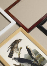 Widok z góry na cztery drewniane ramki, w jednej z nich oprawiony plakat Goshawk i Stanley Hawk - John James Audubon