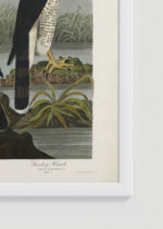 Zbliżenie na detale plakatu oprawionego w drewnianą białą ramkę od Plakatello®: Goshawk i Stanley Hawk - John James Audubon