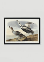 Plakat w drewnianej czarnej ramce: Kaczka pstra - ilustracja ptaków Johna Jamesa Audubona