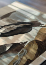 Zbliżenie na detale plakatu: Kaczka pstra - ilustracja ptaków Johna Jamesa Audubona