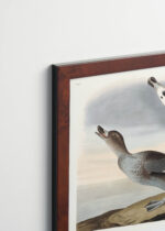 Plakat oprawiony w drewnianą brązową ramkę Vintage Italia: Kaczka pstra - ilustracja ptaków Johna Jamesa Audubona