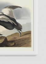 Zbliżenie na detale plakatu oprawionego w drewnianą białą ramkę od Plakatello®: Kaczka pstra - ilustracja ptaków Johna Jamesa Audubona