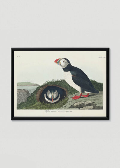 Plakat w drewnianej czarnej ramce: Maskonury ptaki morskie John James Audubon