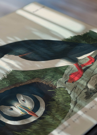 Zbliżenie na detale plakatu: Maskonury ptaki morskie John James Audubon