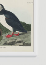 Zbliżenie na detale plakatu oprawionego w drewnianą białą ramkę od Plakatello®: Maskonury ptaki morskie John James Audubon
