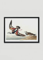 Plakat w drewnianej czarnej ramce: Sieweczka obrożna ptaki Audubon vintage