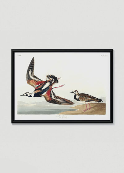 Plakat w drewnianej czarnej ramce: Sieweczka obrożna ptaki Audubon vintage