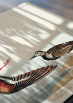 Zbliżenie na detale plakatu: Sieweczka obrożna ptaki Audubon vintage