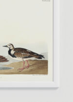 Zbliżenie na detale plakatu oprawionego w drewnianą białą ramkę od Plakatello®: Sieweczka obrożna ptaki Audubon vintage