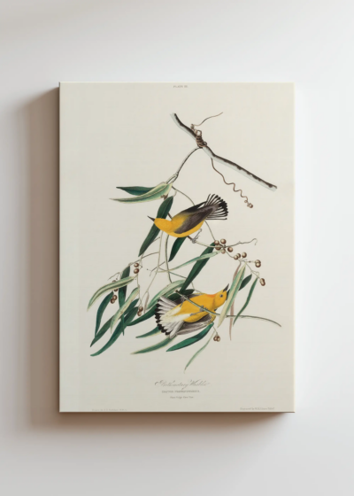Prothonotary Warbler John James Audubon ptaki obraz na płótnie