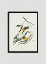 Plakat w drewnianej czarnej ramce: Prothonotary Warbler John James Audubon ptaki