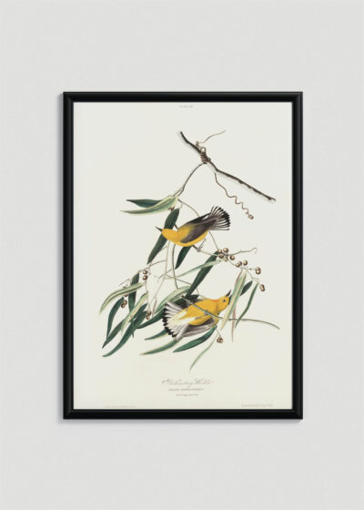 Plakat w drewnianej czarnej ramce: Prothonotary Warbler John James Audubon ptaki