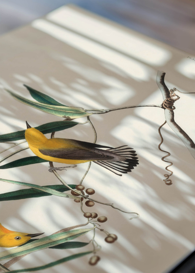 Zbliżenie na detale plakatu: Prothonotary Warbler John James Audubon ptaki