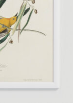 Zbliżenie na detale plakatu oprawionego w drewnianą białą ramkę od Plakatello®: Prothonotary Warbler John James Audubon ptaki