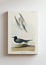 Czarna Rybitwa John James Audubon ptaki obraz na płótnie