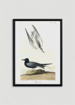 Plakat w drewnianej czarnej ramce: Czarna Rybitwa John James Audubon ptaki