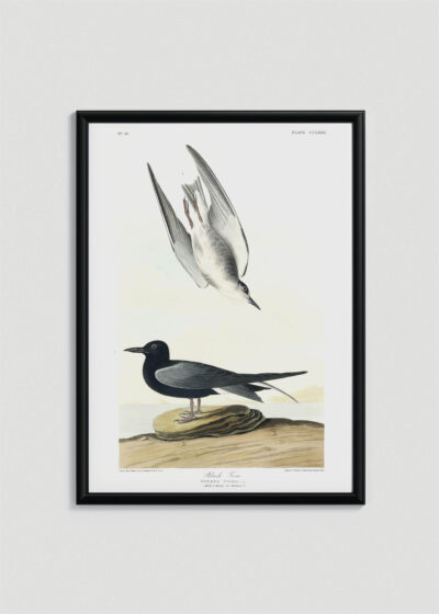 Plakat w drewnianej czarnej ramce: Czarna Rybitwa John James Audubon ptaki
