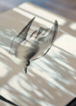 Zbliżenie na detale plakatu: Czarna Rybitwa John James Audubon ptaki