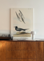 Czarna Rybitwa John James Audubon ptaki obraz na płótnie