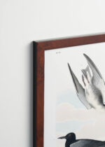 Plakat oprawiony w drewnianą brązową ramkę Vintage Italia: Czarna Rybitwa John James Audubon ptaki
