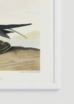 Zbliżenie na detale plakatu oprawionego w drewnianą białą ramkę od Plakatello®: Czarna Rybitwa John James Audubon ptaki