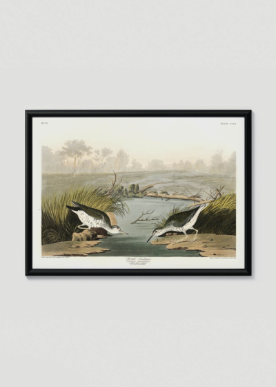 Plakat w drewnianej czarnej ramce: brodźce plamiste Audubon ptaki vintage natura