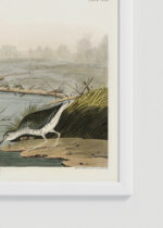 Zbliżenie na detale plakatu oprawionego w drewnianą białą ramkę od Plakatello®: brodźce plamiste Audubon ptaki vintage natura