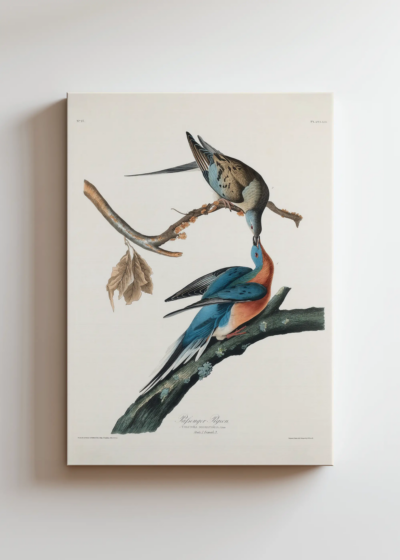 Gołębie Wędrowne John James Audubon Birds of America obraz na płótnie