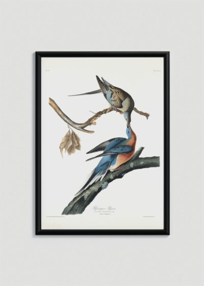Plakat oprawiony w drewnianą brązową ramkę Vintage Italia: Gołębie Wędrowne John James Audubon Birds of America