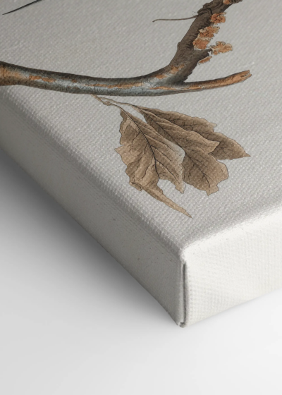 Gołębie Wędrowne John James Audubon Birds of America obraz na płótnie