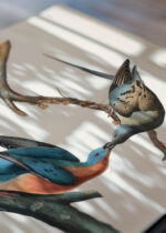 Widok z góry na cztery drewniane ramki, w jednej z nich oprawiony plakat Gołębie Wędrowne John James Audubon Birds of America