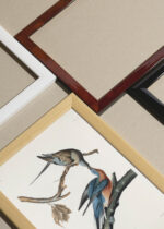 Zbliżenie na detale plakatu oprawionego w drewnianą białą ramkę od Plakatello®: Gołębie Wędrowne John James Audubon Birds of America