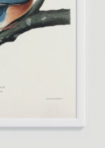 Zdjęcie produktu: Plakat Gołębie Wędrowne John James Audubon Birds of America