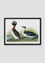 Plakat w drewnianej czarnej ramce: Perki czubate John James Audubon Birds of America