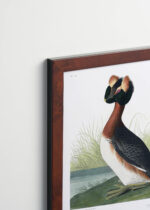 Plakat oprawiony w drewnianą brązową ramkę Vintage Italia: Perki czubate John James Audubon Birds of America