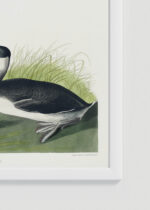 Zbliżenie na detale plakatu oprawionego w drewnianą białą ramkę od Plakatello®: Perki czubate John James Audubon Birds of America