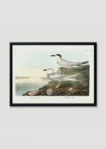 Plakat w drewnianej czarnej ramce: Rybitwy John James Audubon Birds of America