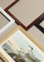 Widok z góry na cztery drewniane ramki, w jednej z nich oprawiony plakat Rybitwy John James Audubon Birds of America